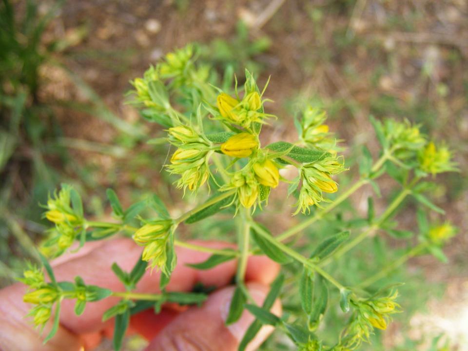 Hypericum perforatum